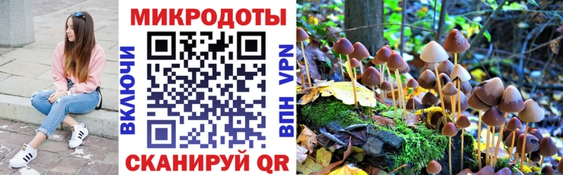 Псилоцибиновые грибы Psilocybe  KRAKEN ссылки  Усть-Кут 